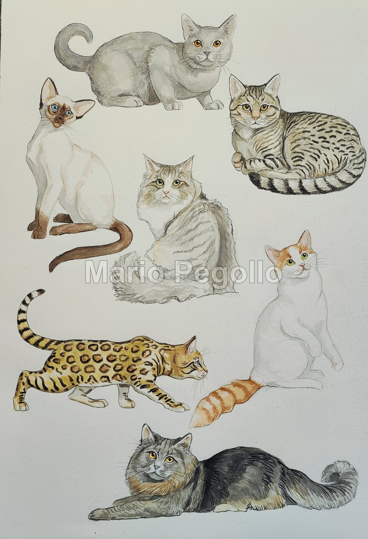Animals