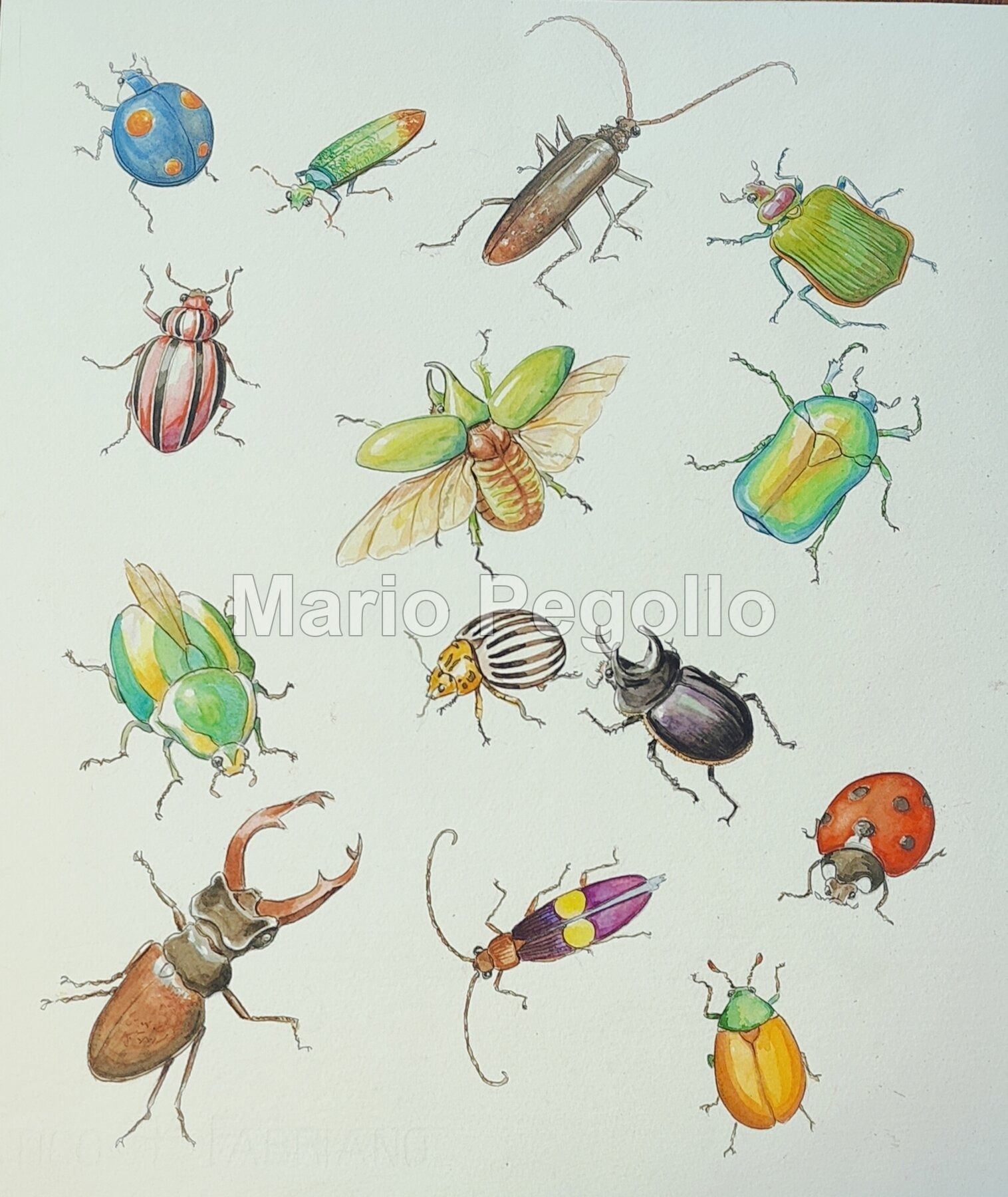 Animal illustration 02