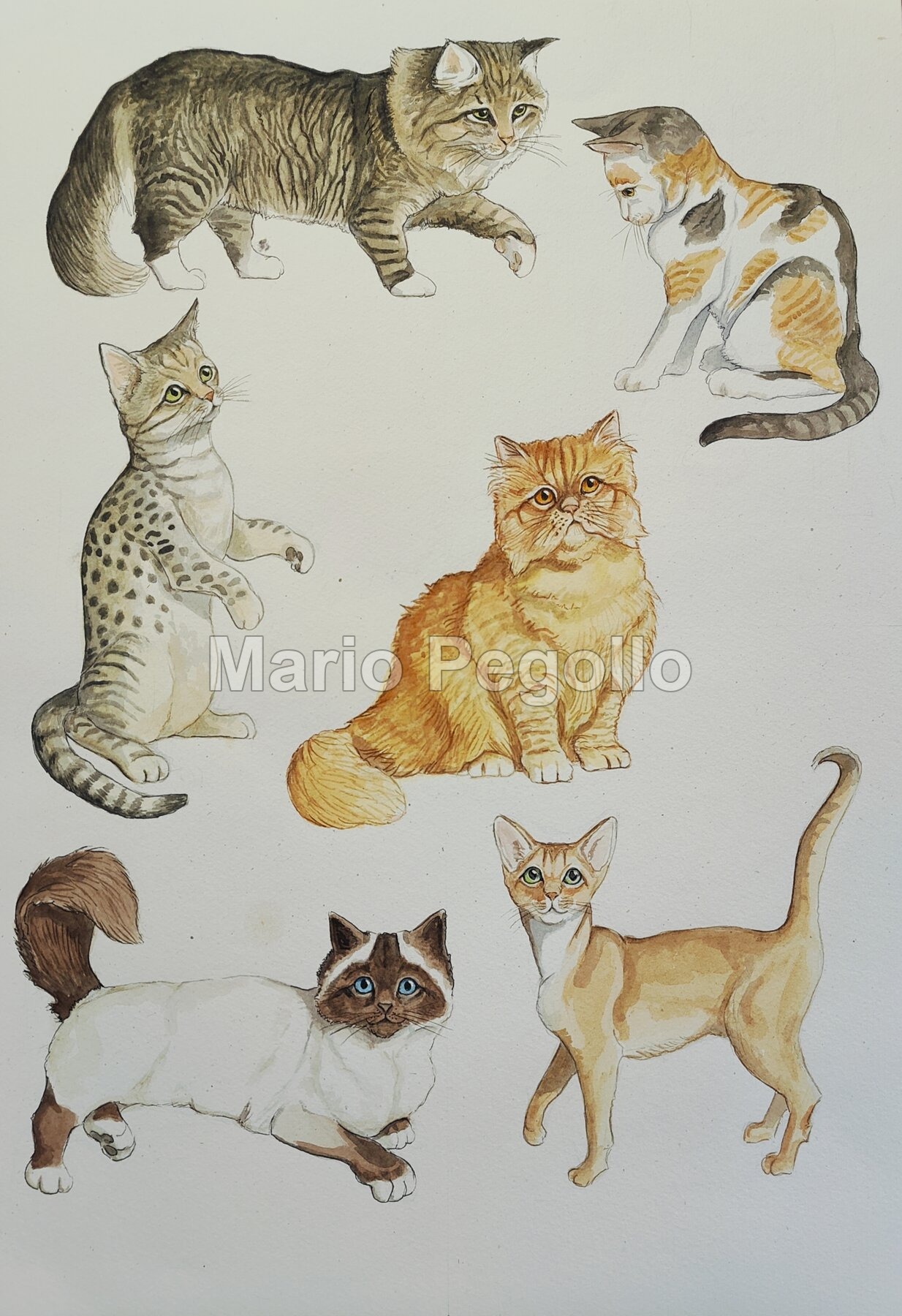 Animal illustration 03