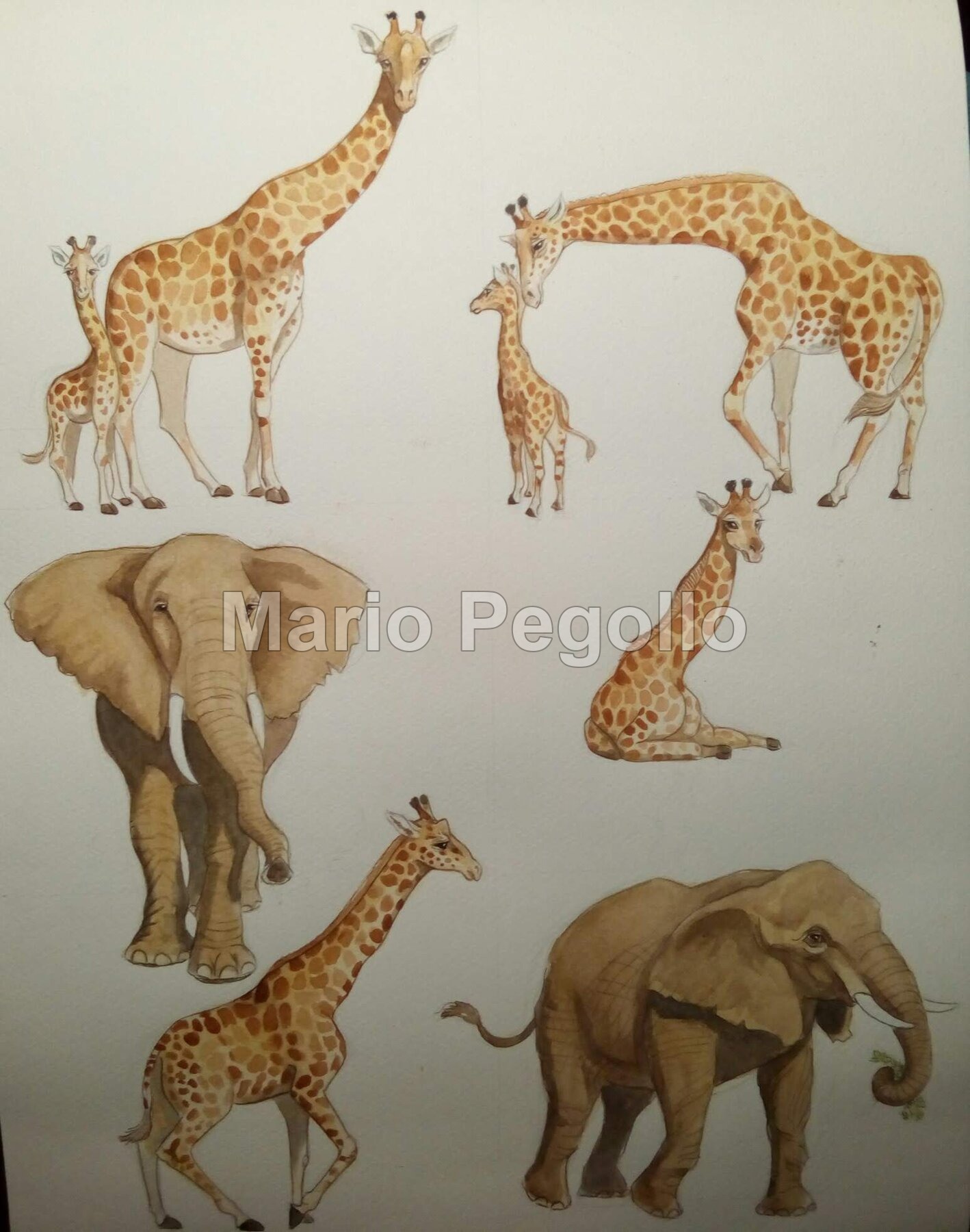 Animal illustration 04