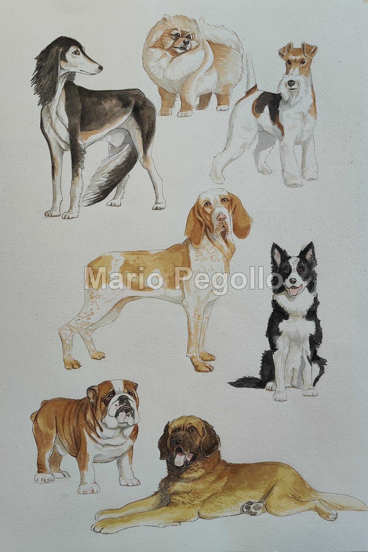 Animal illustration 05