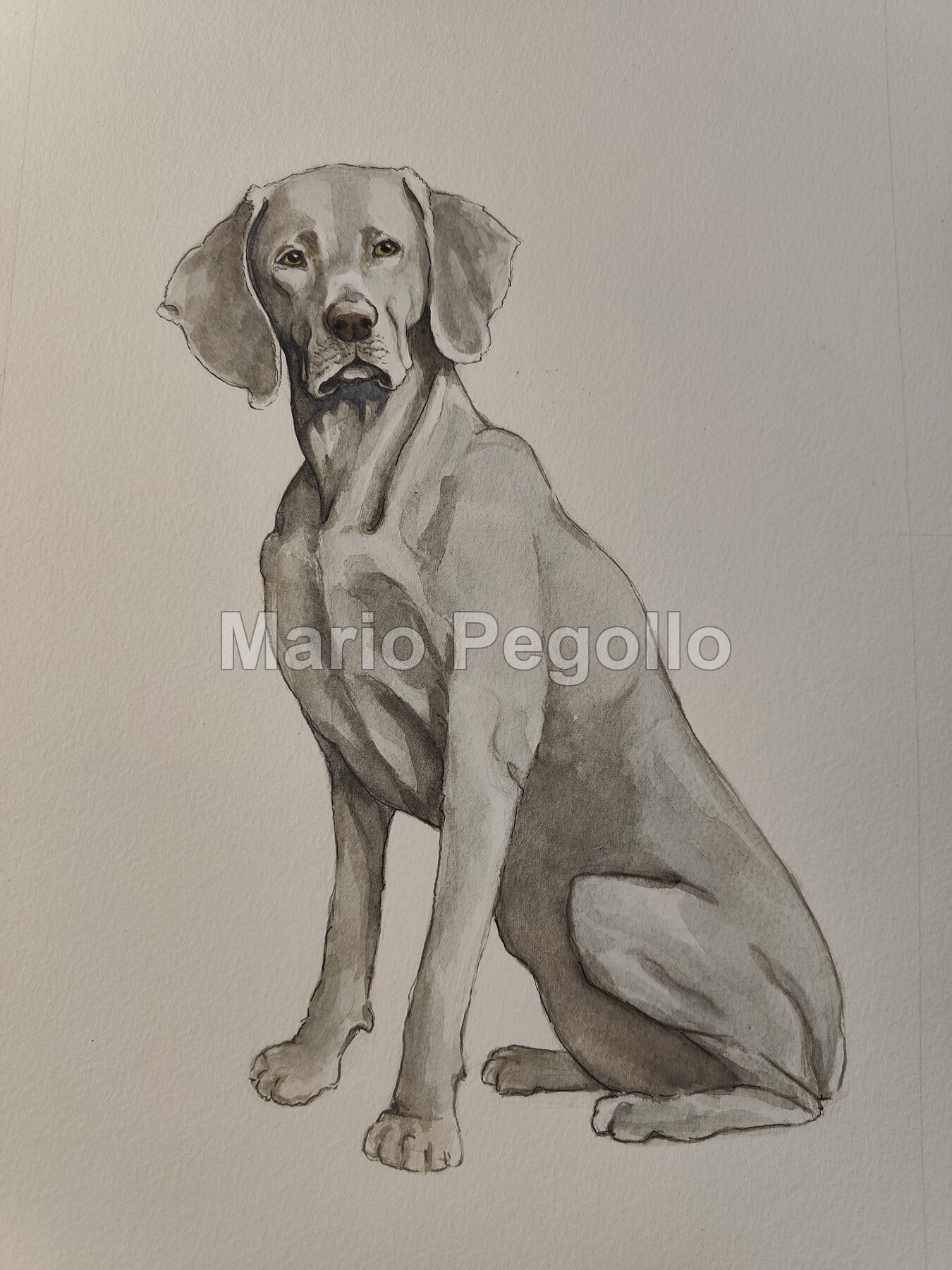 Animal illustration 07