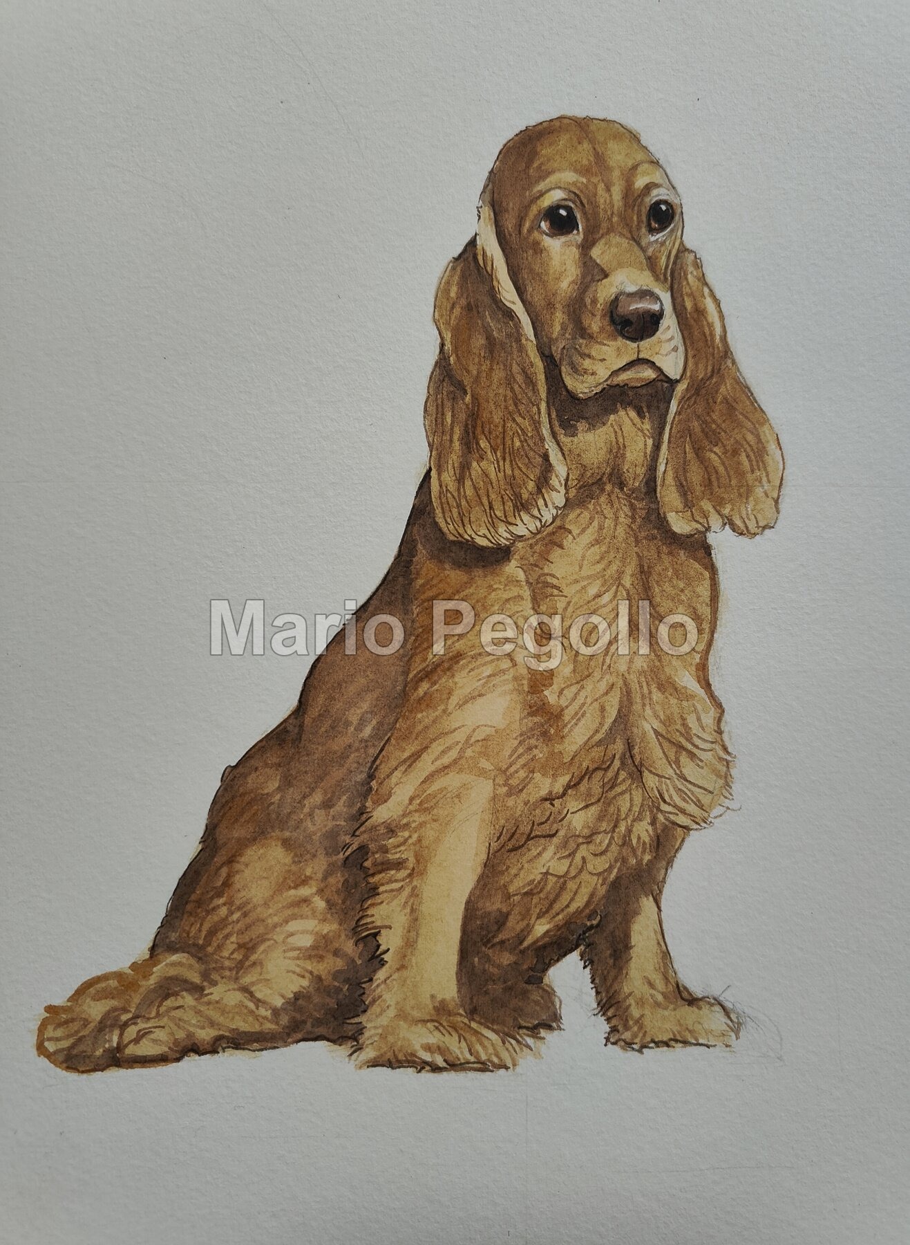 Animal illustration 08