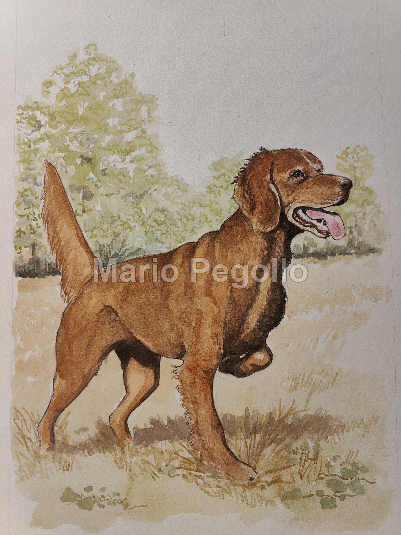Animal illustration 09