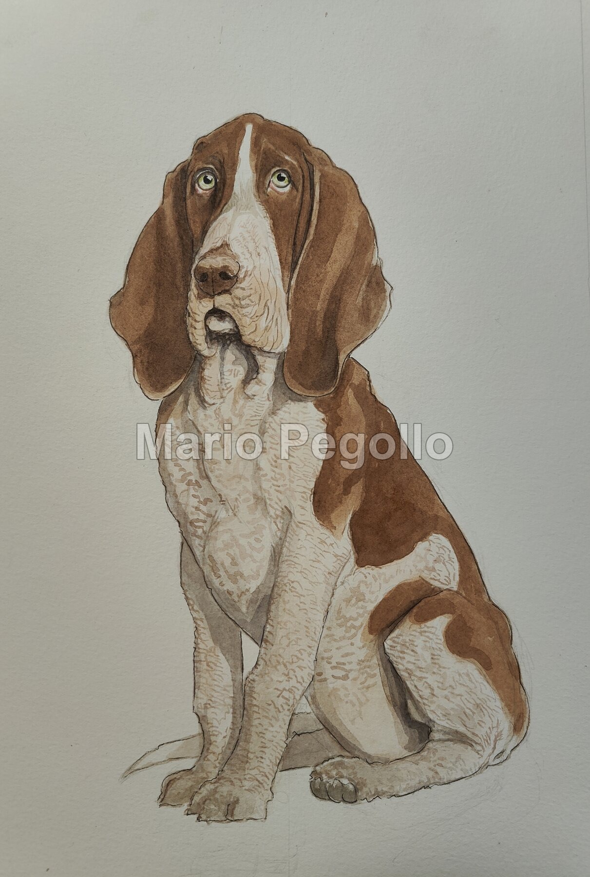 Animal illustration 10