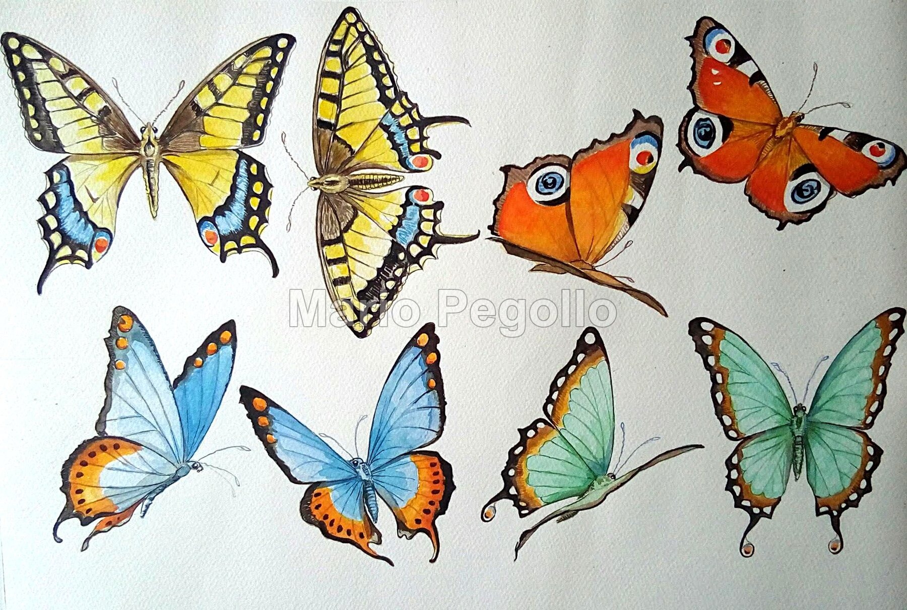 Animal illustration 11
