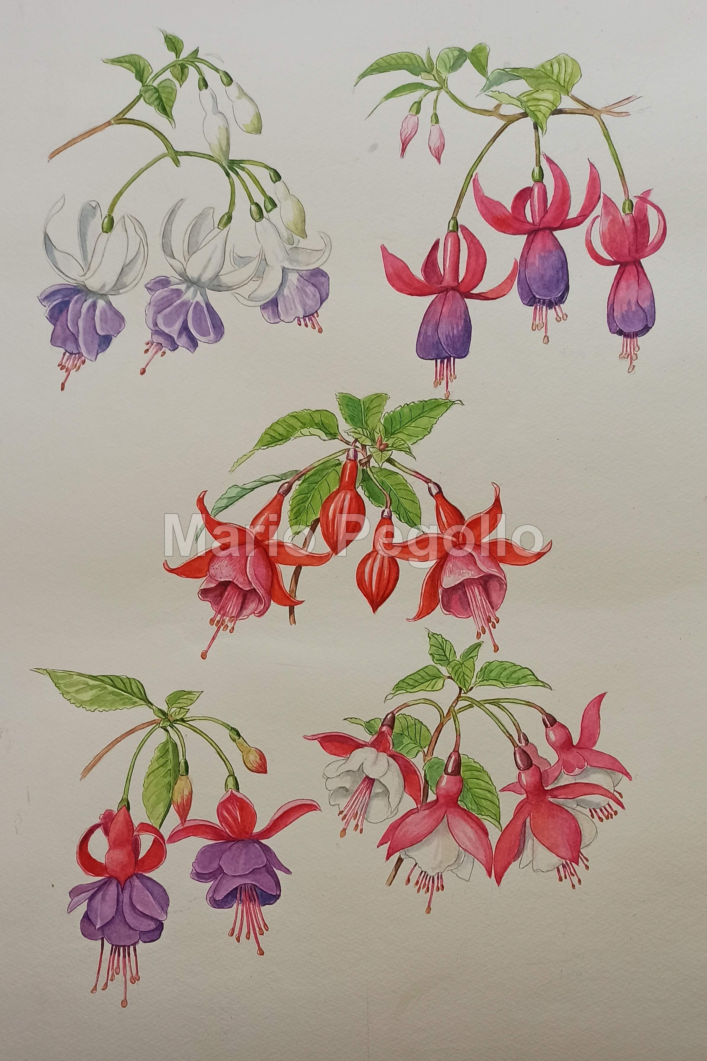 Flower illustration 02