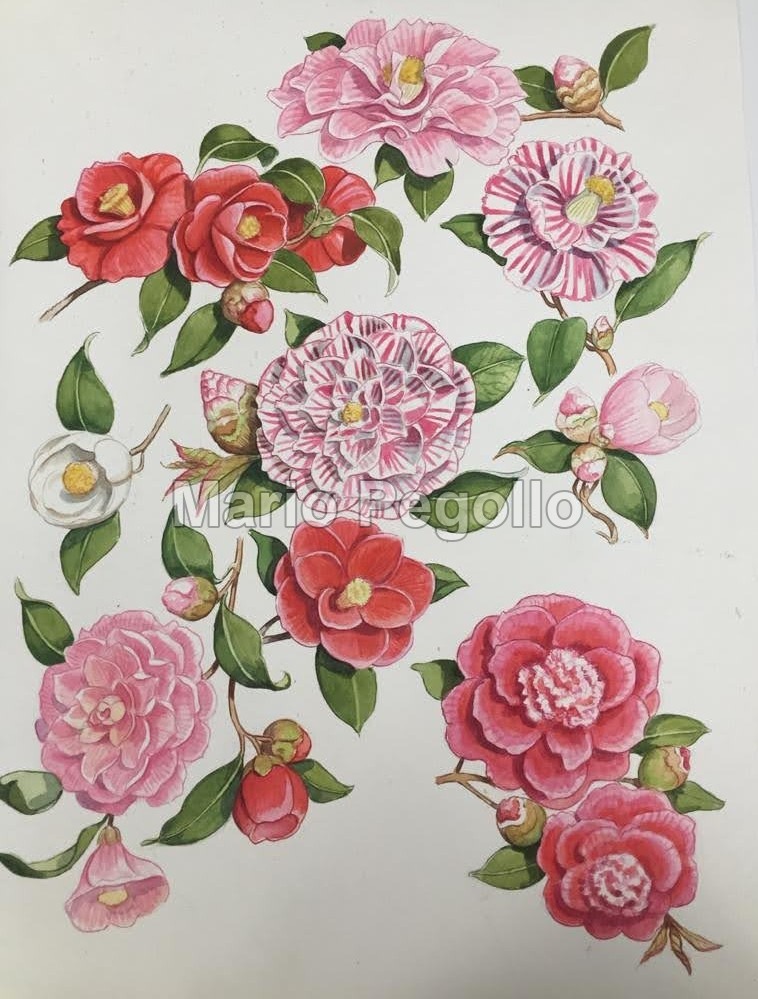 Flower illustration 03
