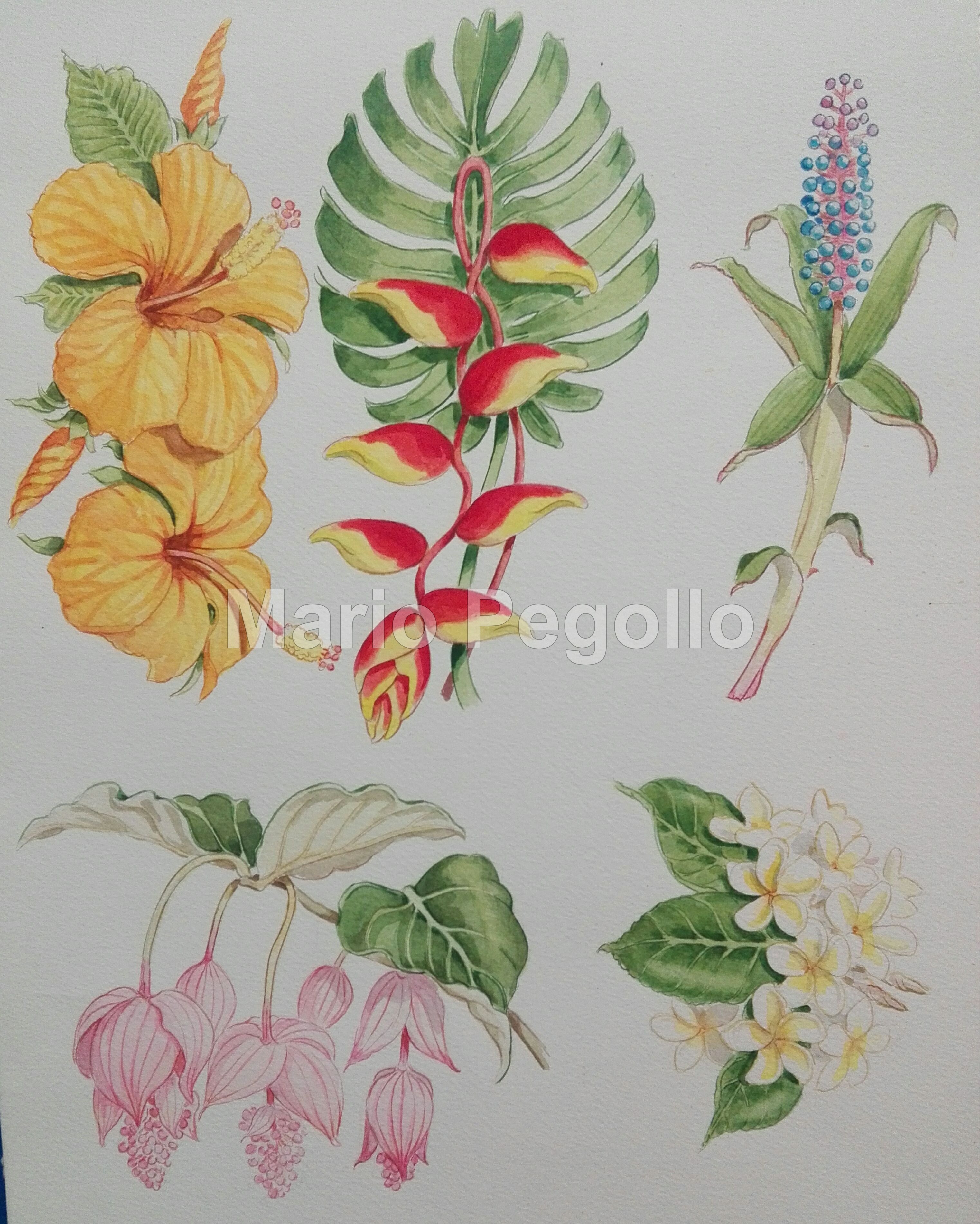 Flower illustration 04