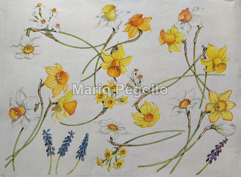 Flower illustration 05