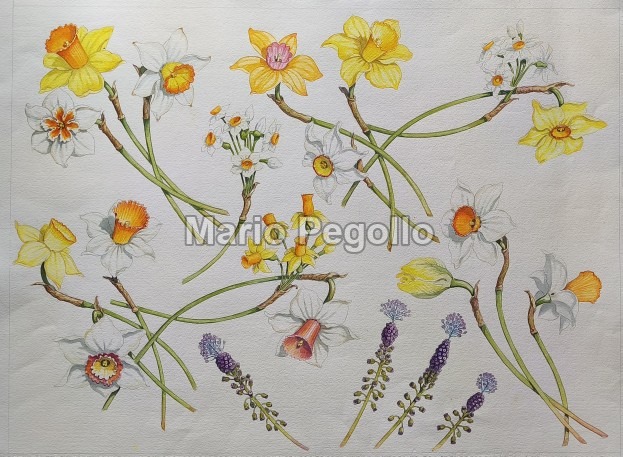 Flower illustration 06