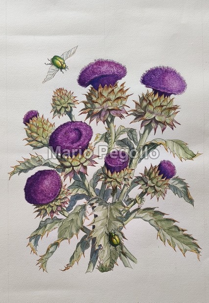 Flower illustration 09