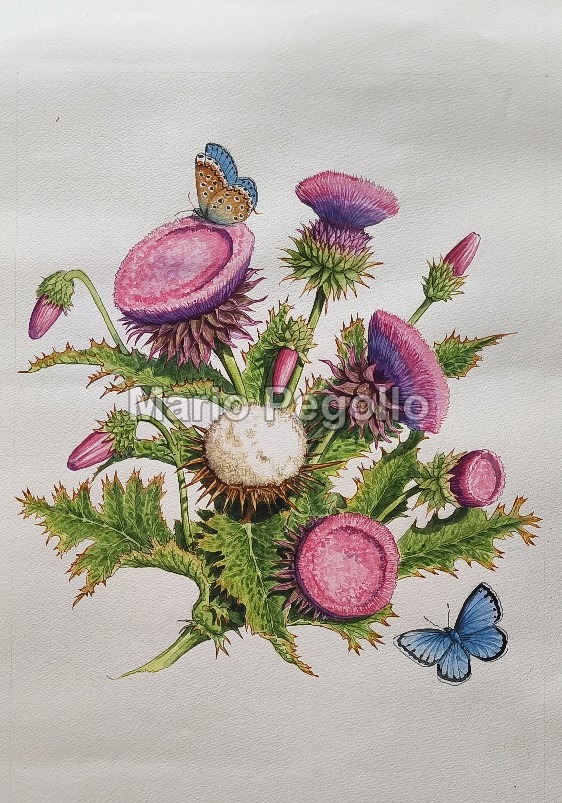Flower illustration 10