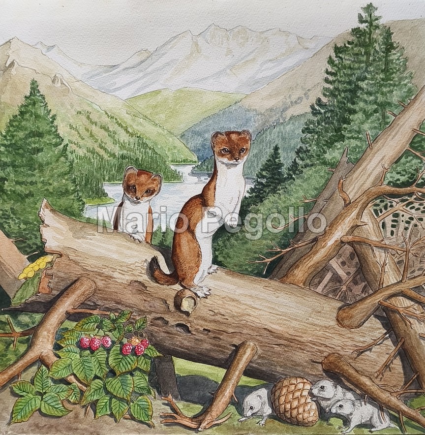 Nature illustration 02