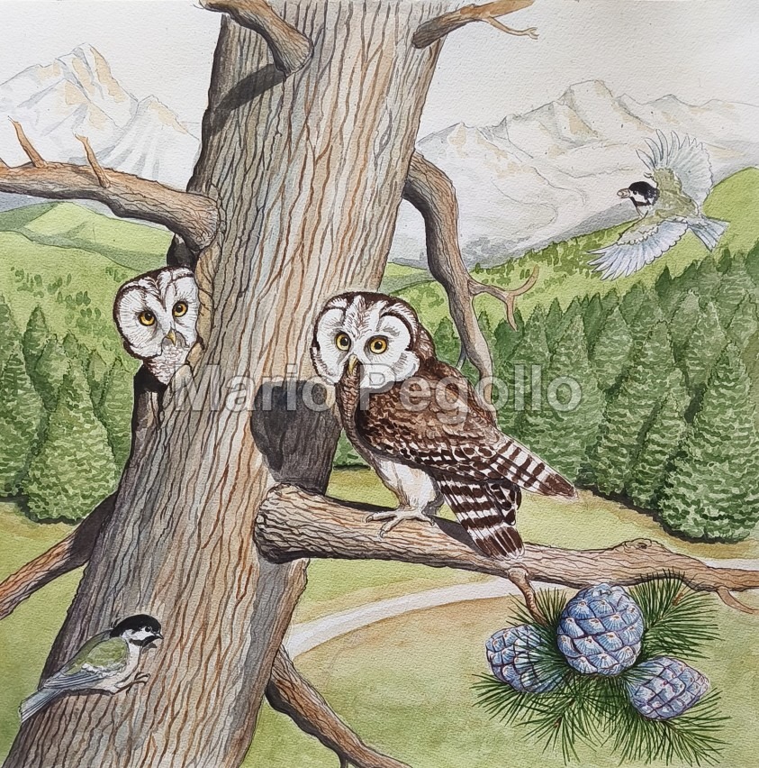 Nature illustration 03