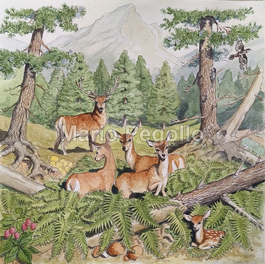 Nature illustration 04