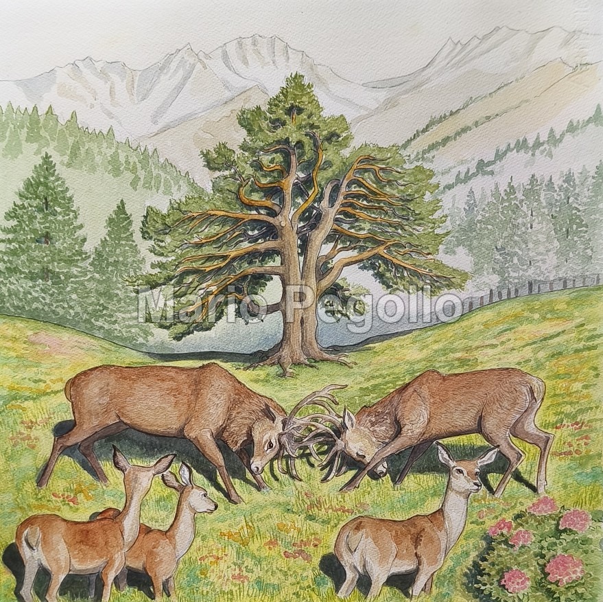 Nature illustration 05