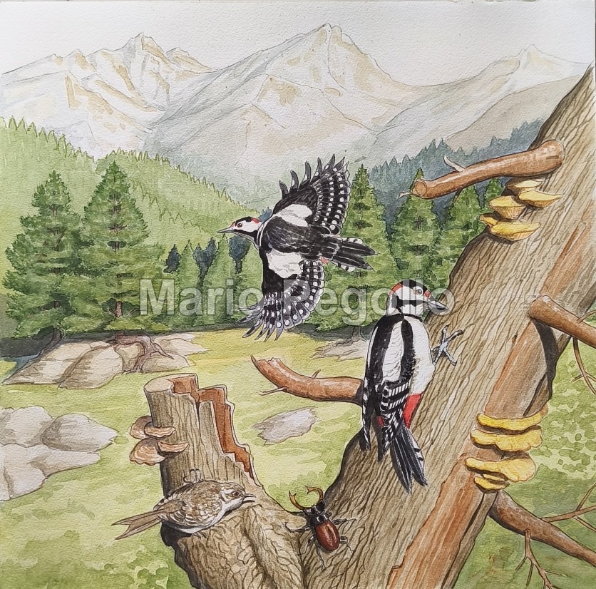 Nature illustration 06