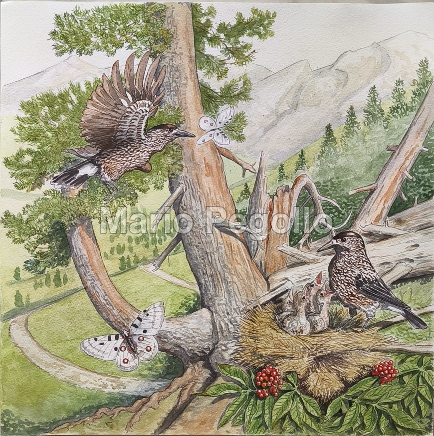 Nature illustration 08