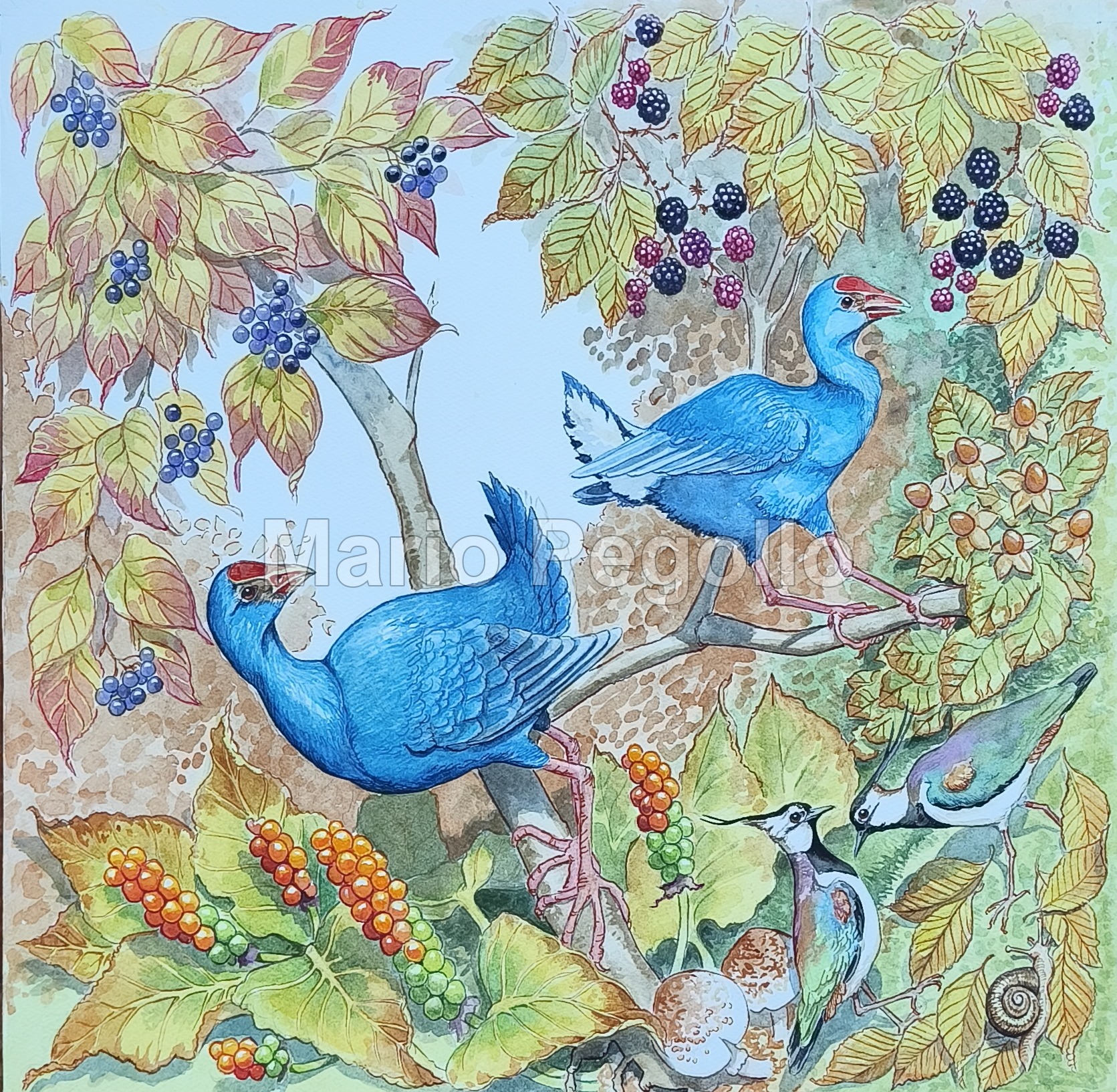 Nature illustration 11