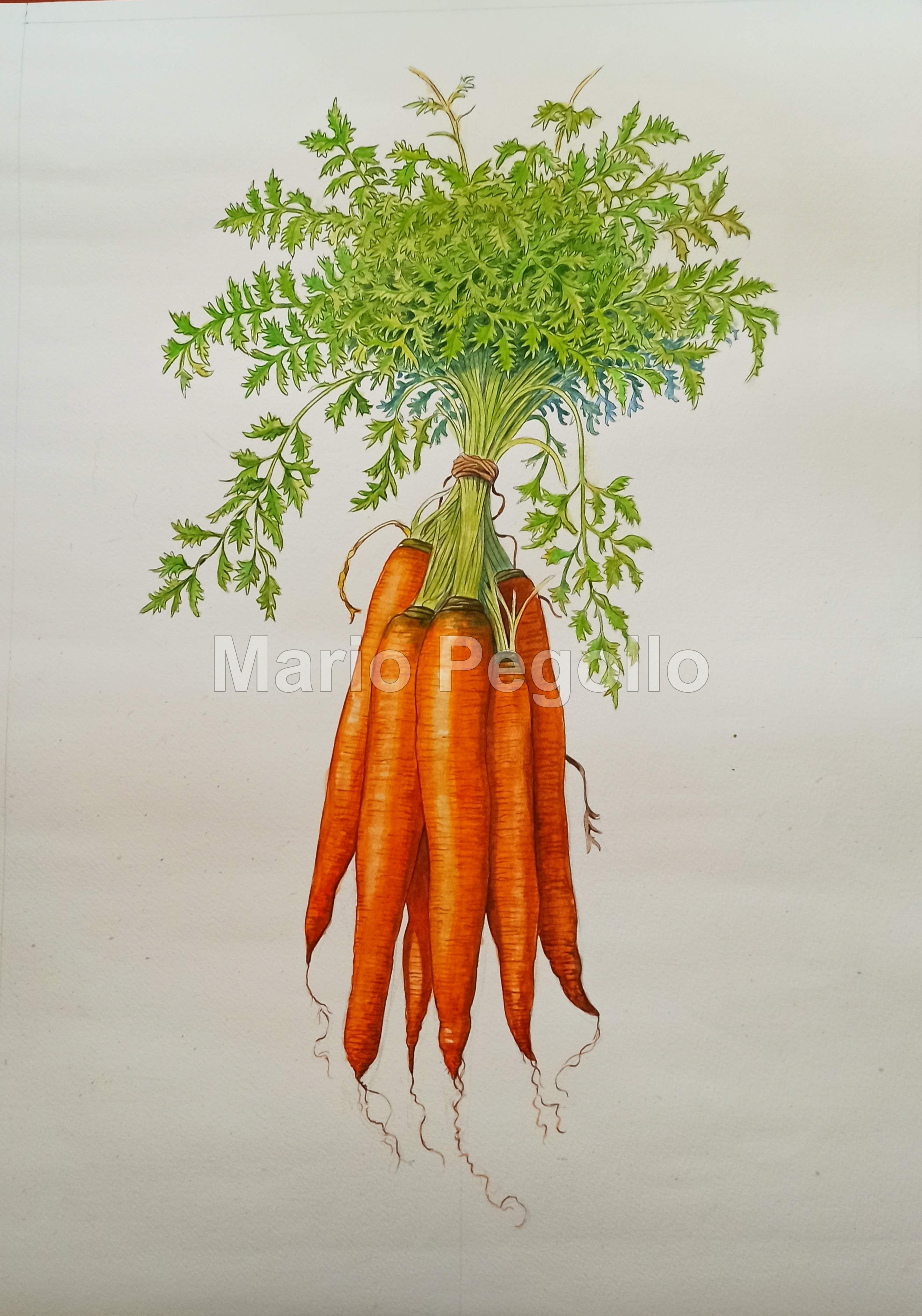 Plant illustration 02