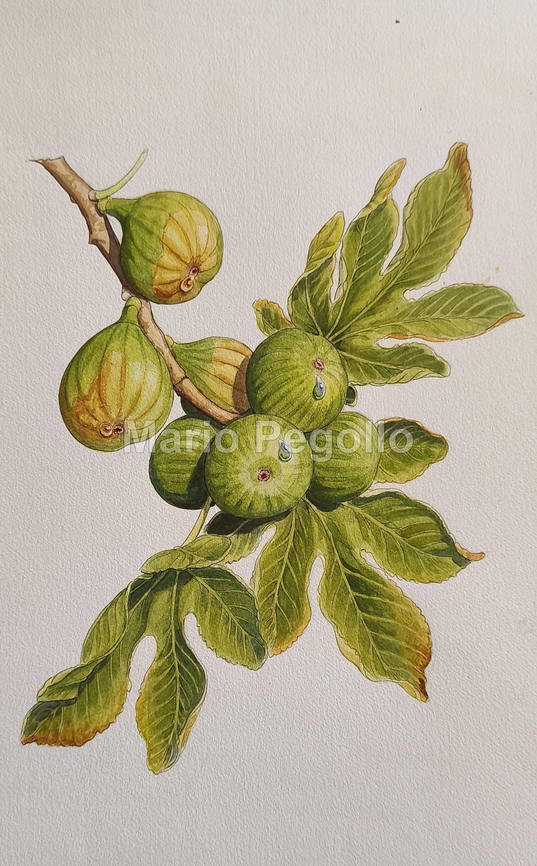 Plant illustration 03