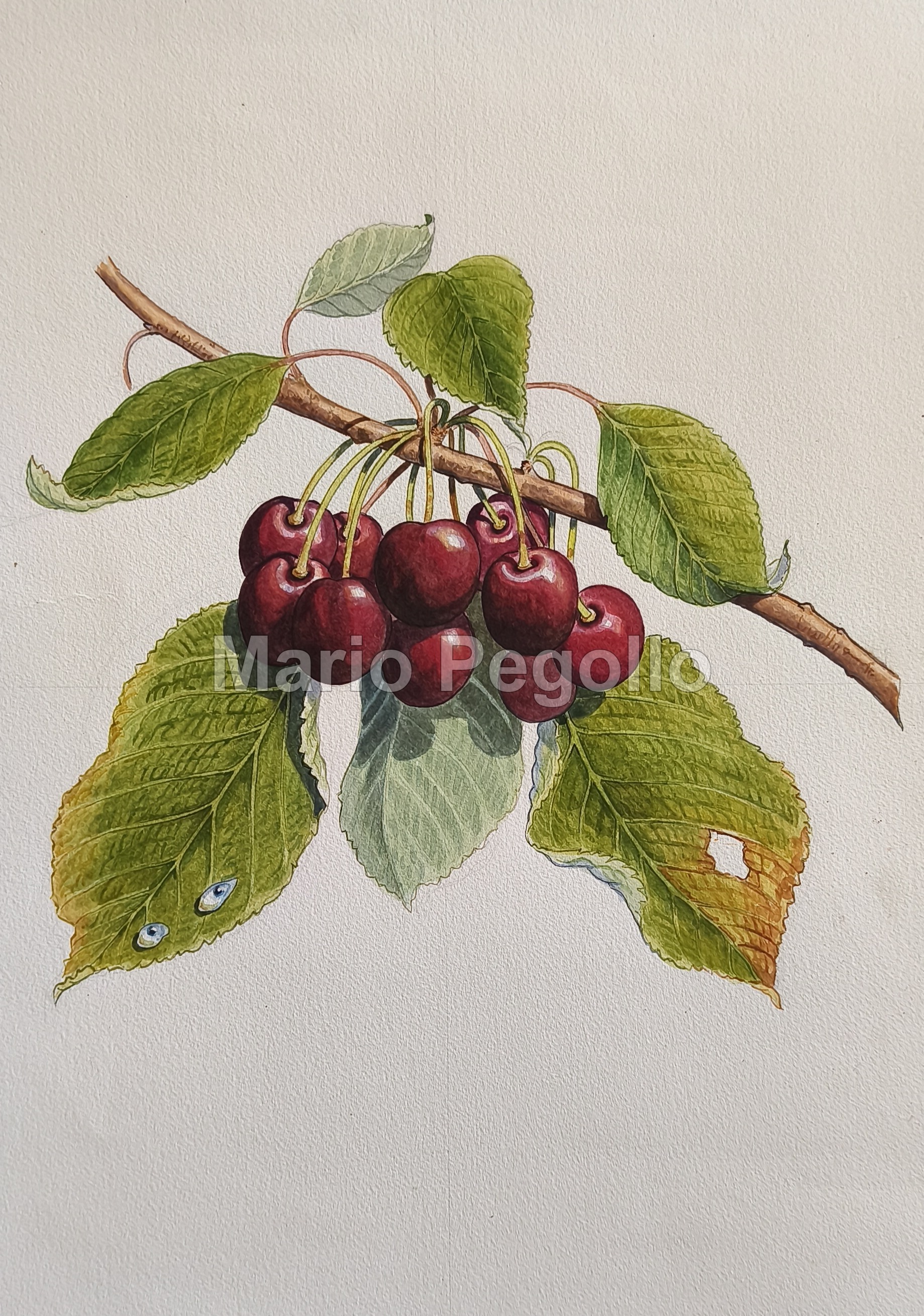 Plant illustration 04