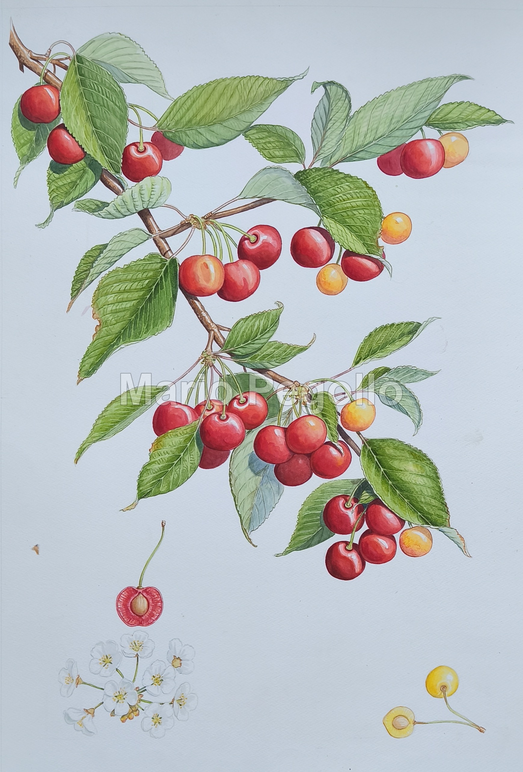 Plant illustration 05