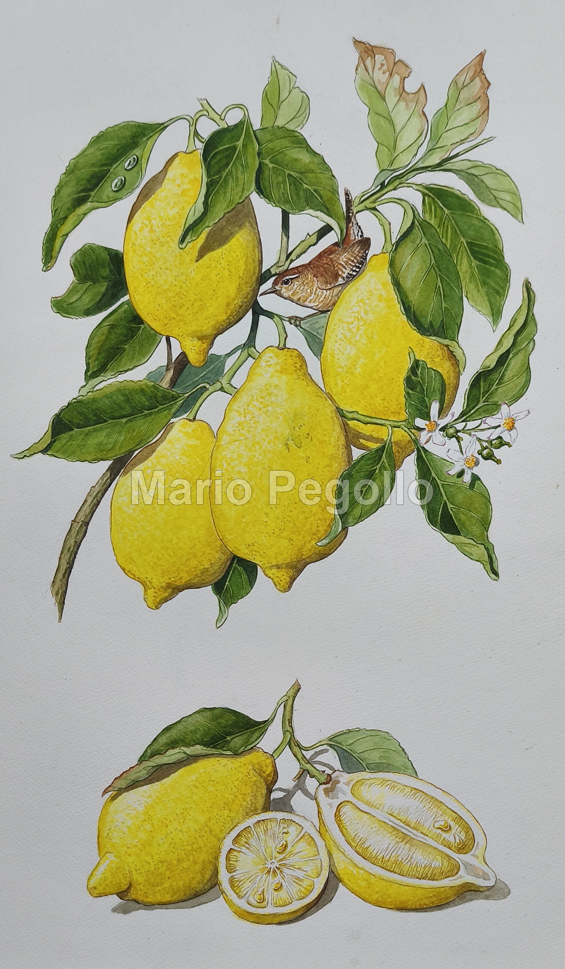 Plant illustration 06