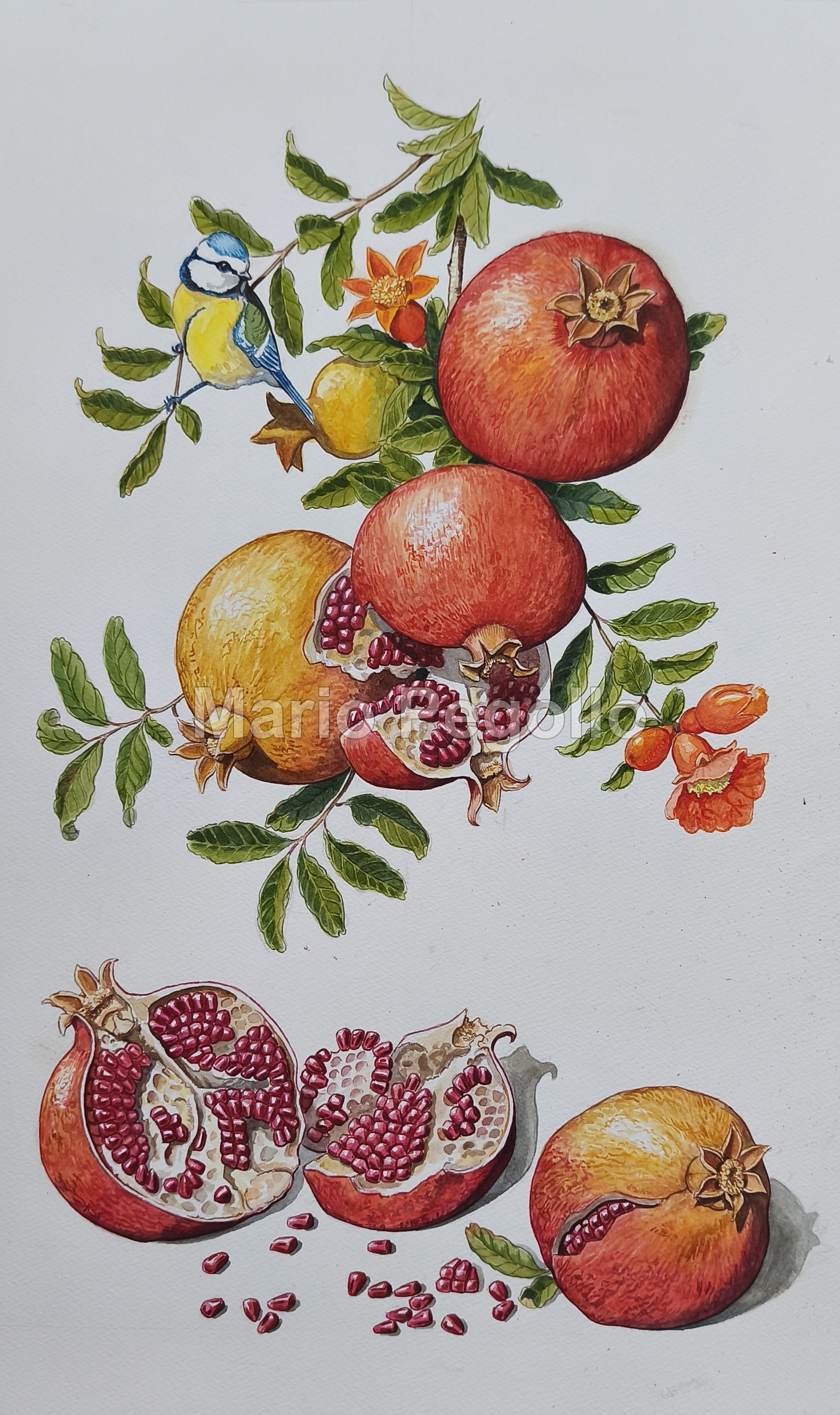 Plant illustration 07