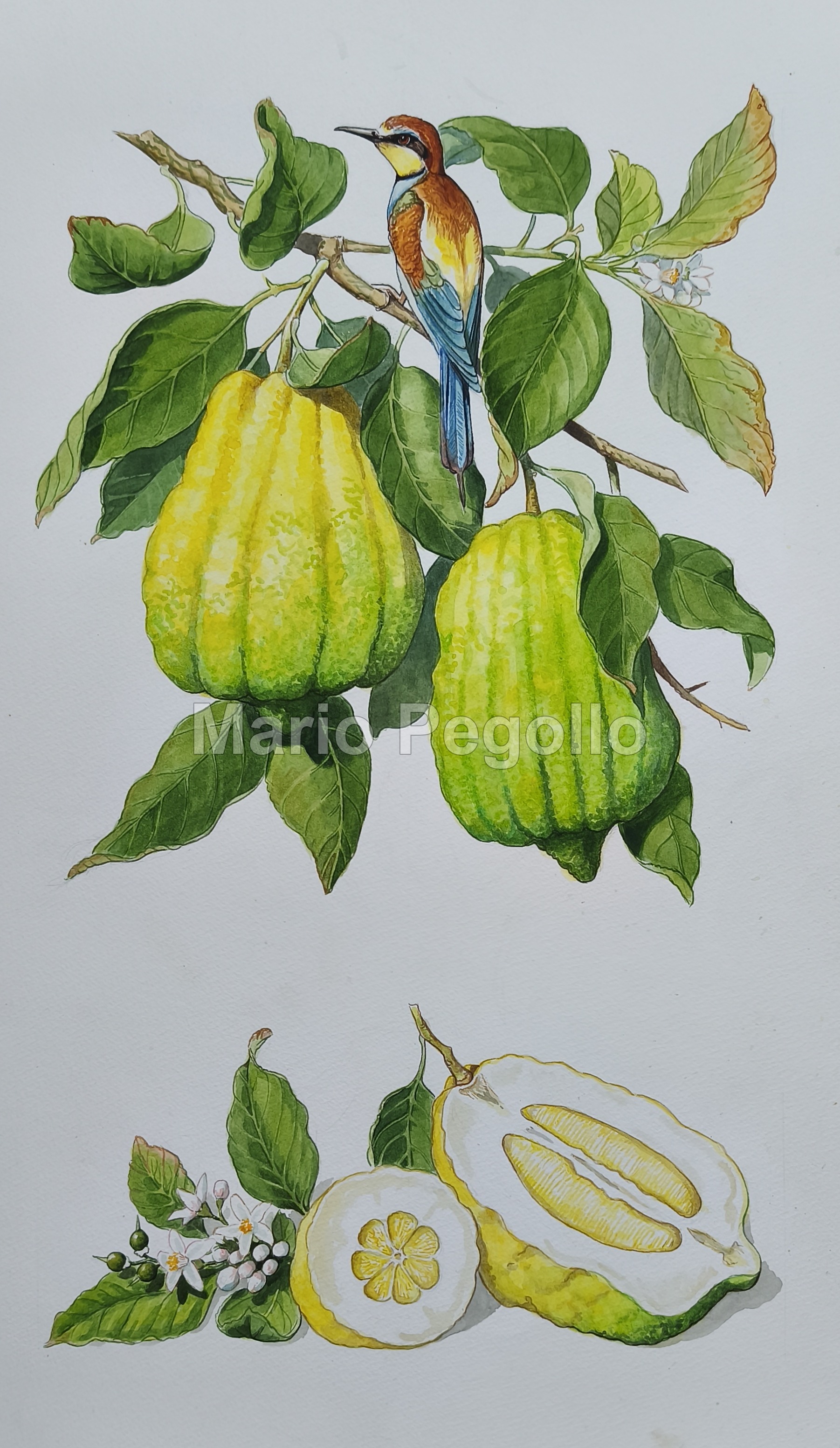 Plant illustration 08
