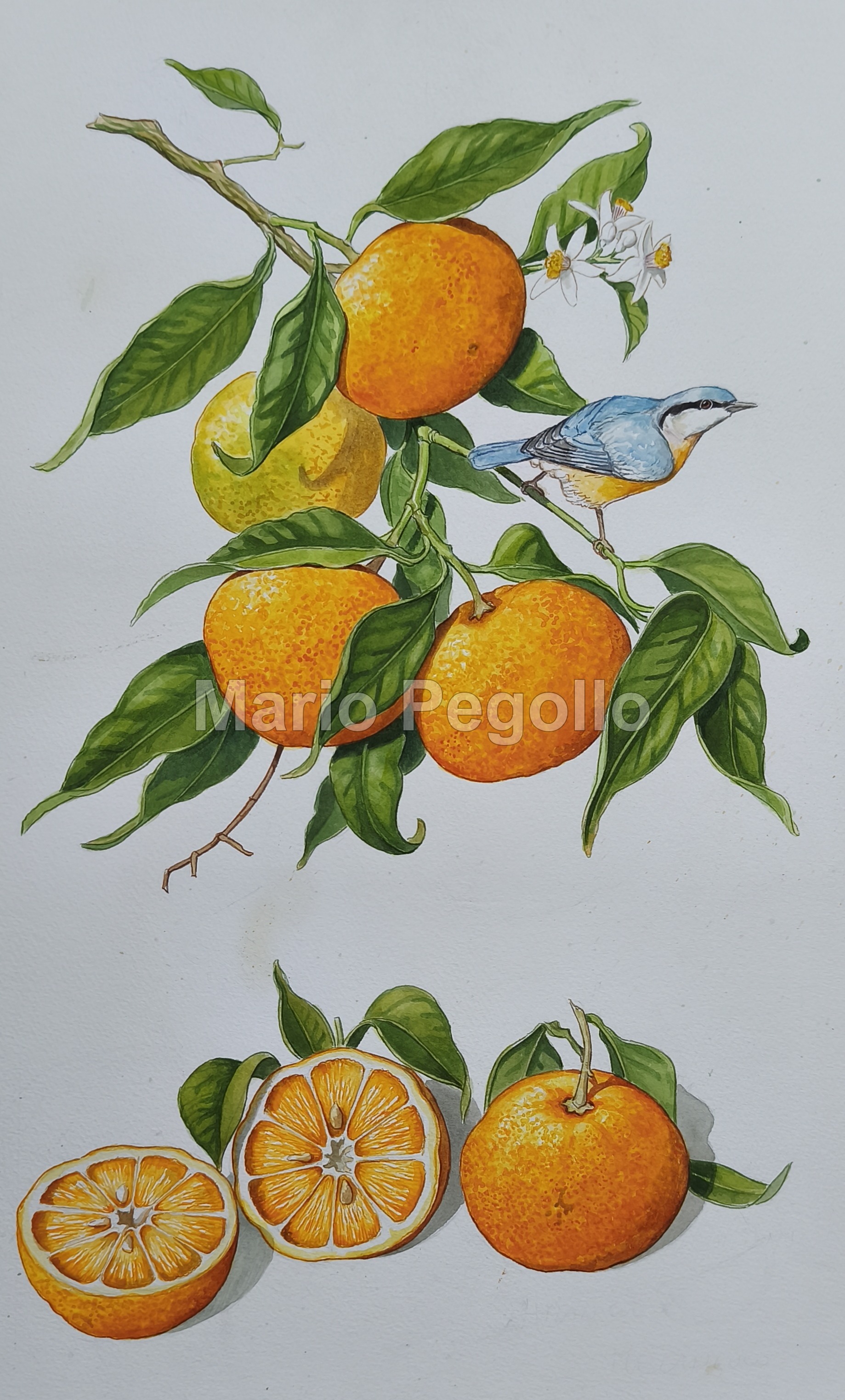 Plant illustration 09