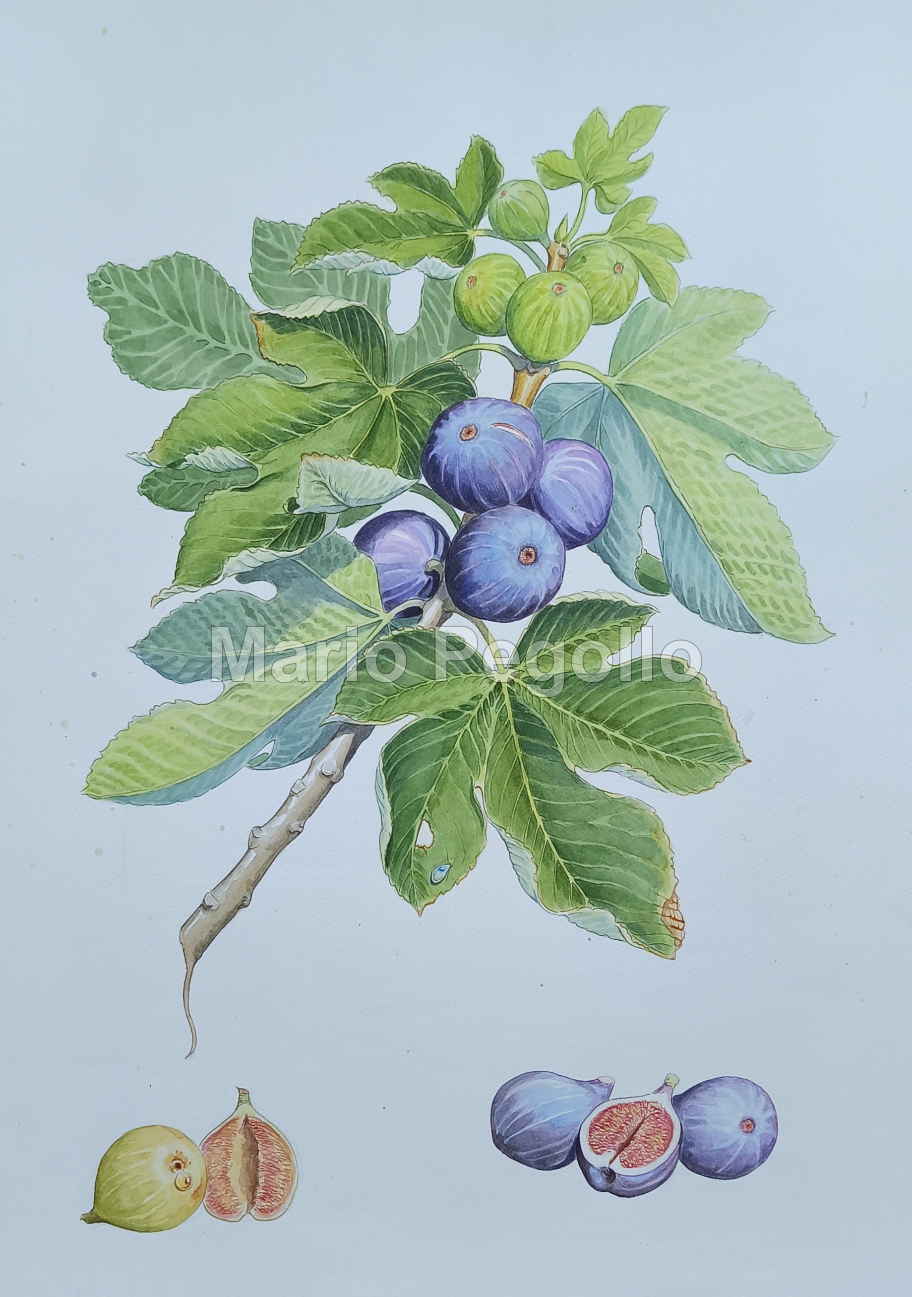 Plant illustration 10
