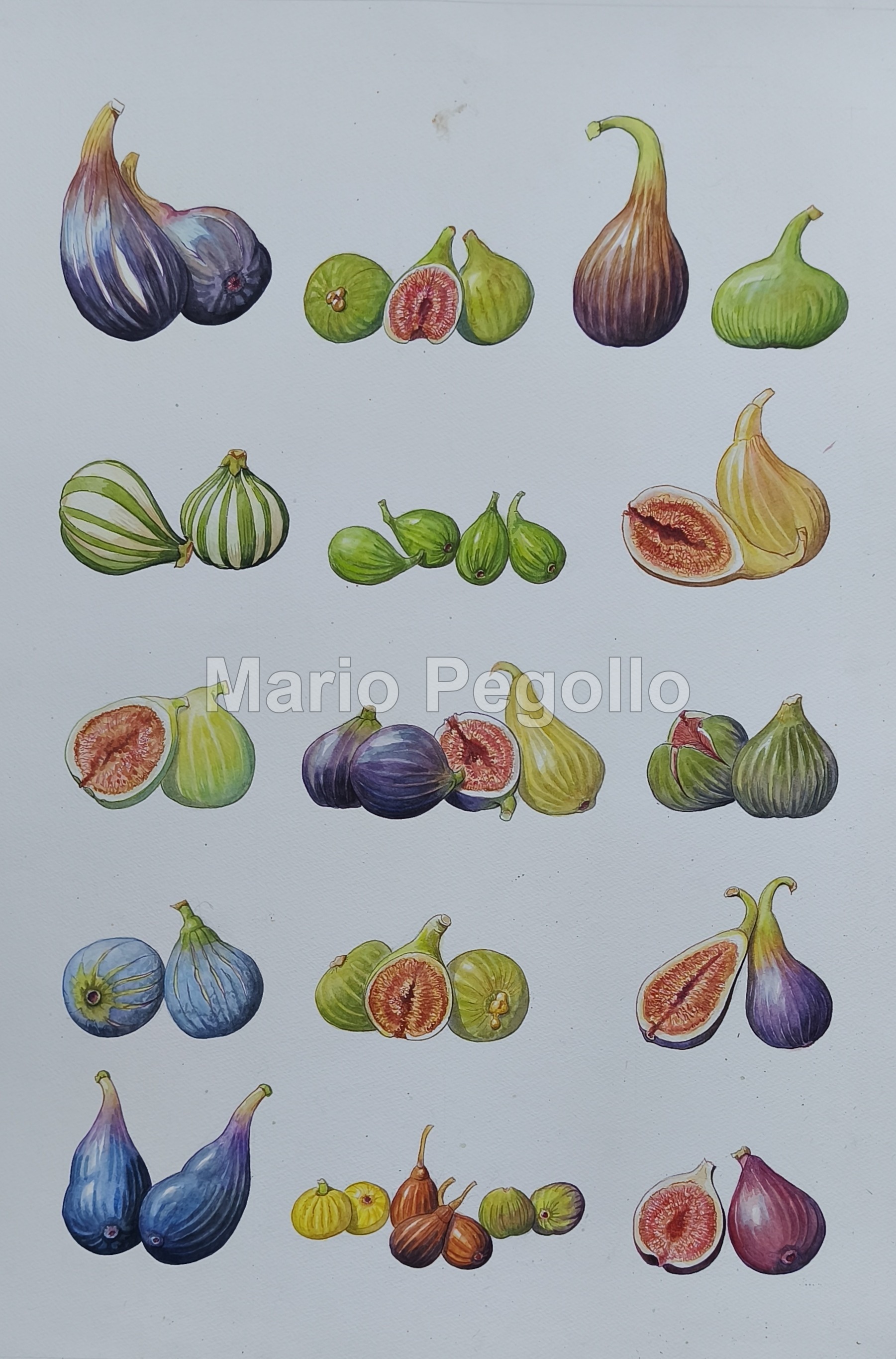 Plant illustration 11