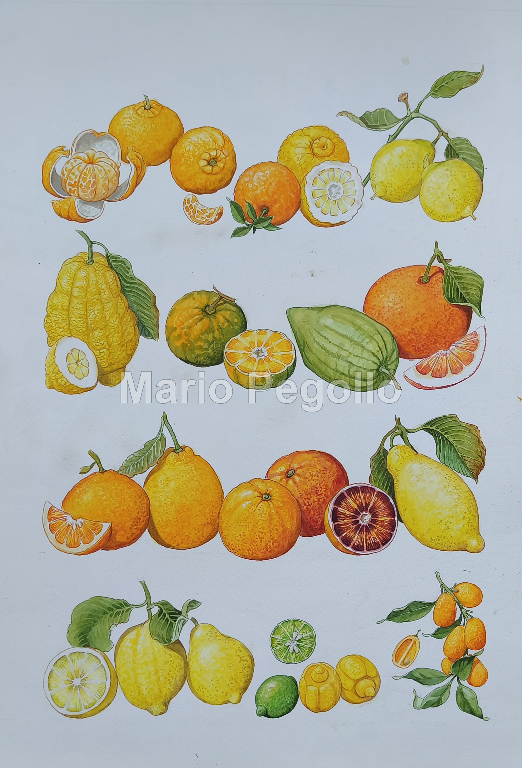 Plant illustration 12