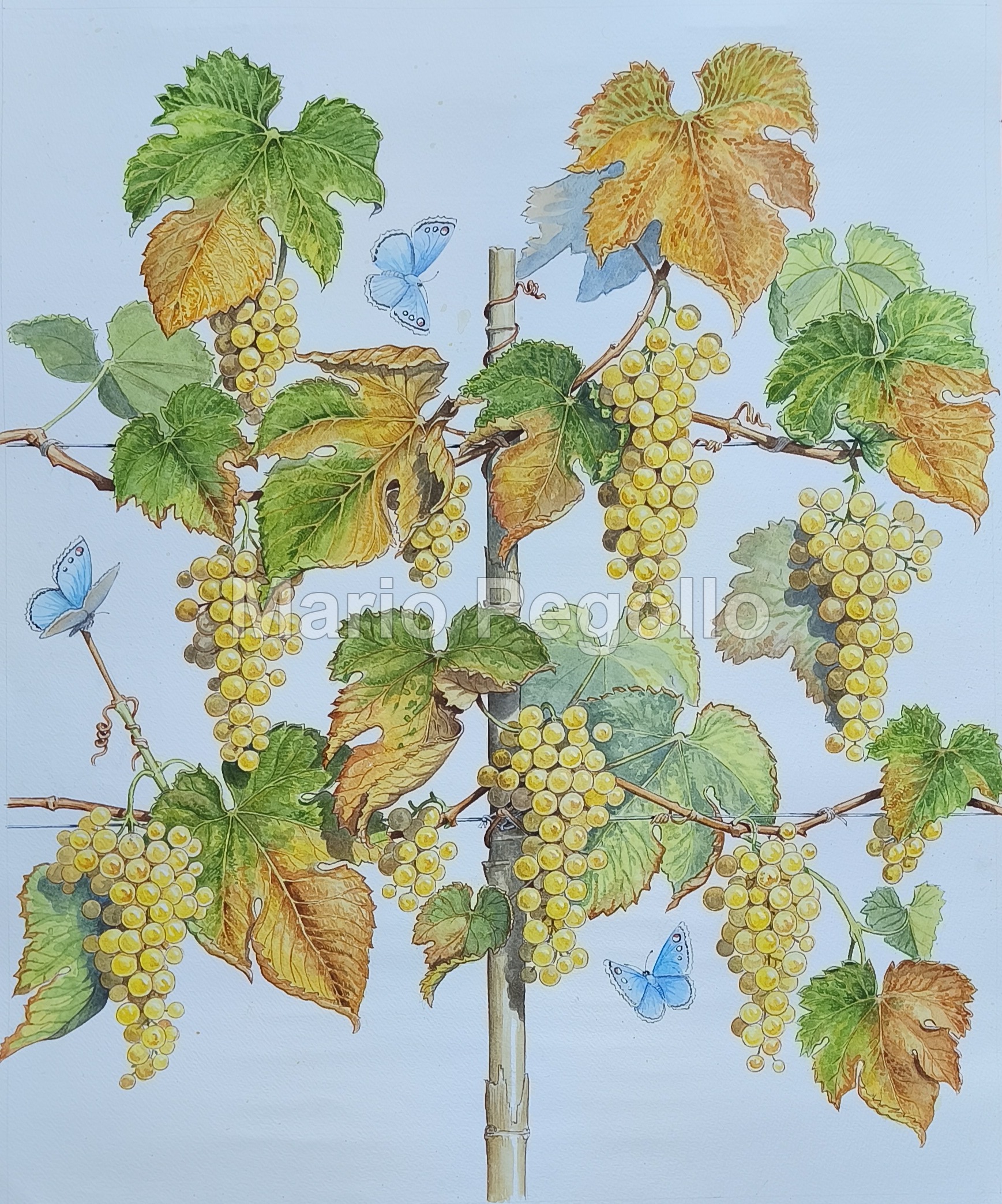 Plant illustration 13