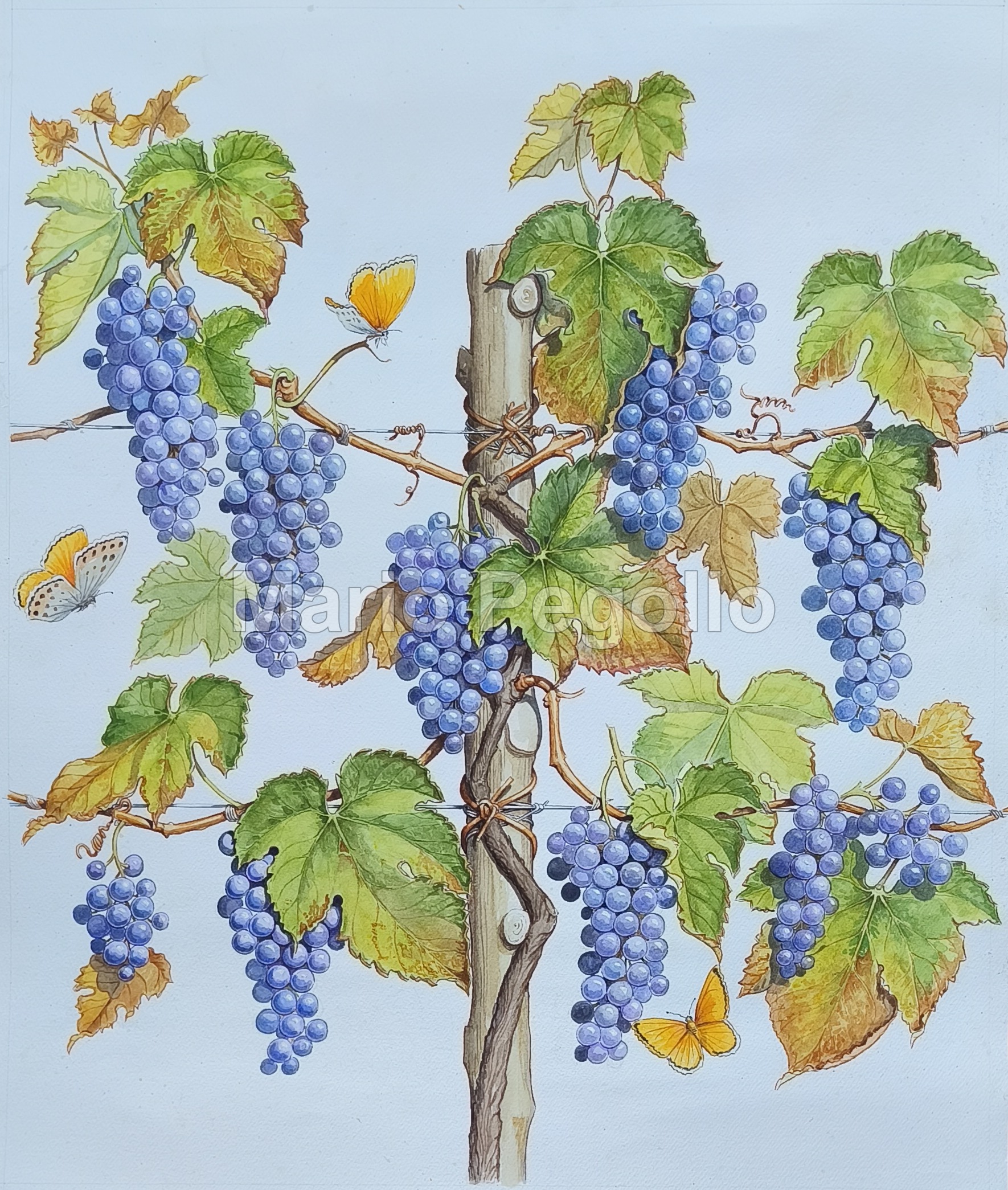 Plant illustration 14